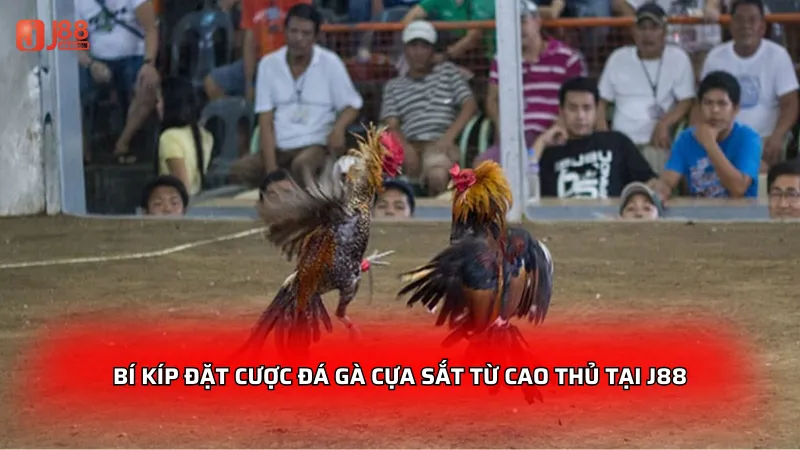 Bí kíp đặt cược đá gà cựa sắt từ cao thủ tại J88