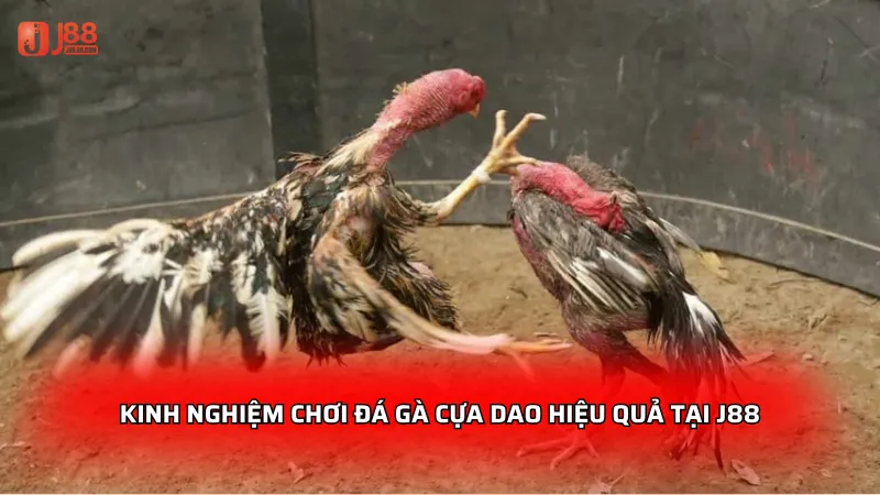Kinh nghiệm chơi đá gà cựa dao hiệu quả tại J88