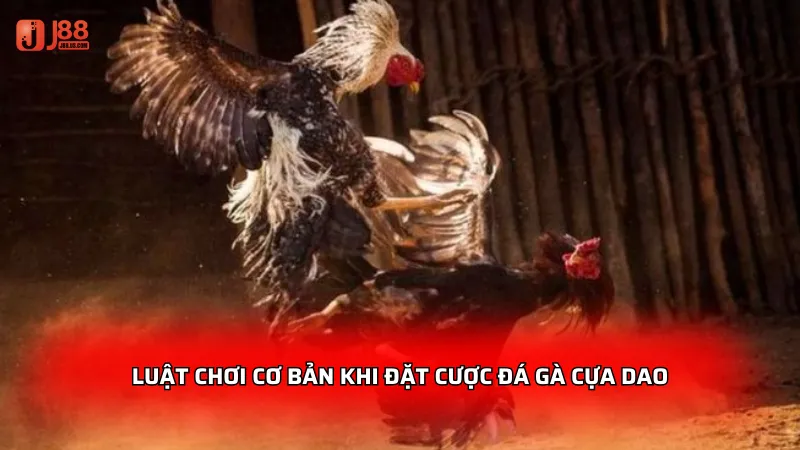 Luật chơi cơ bản khi đặt cược đá gà cựa dao