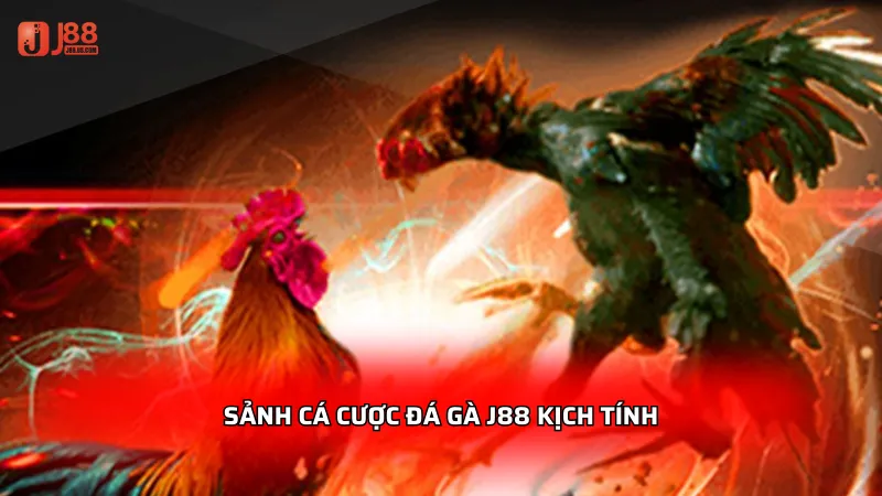 Sảnh cá cược đá gà J88 kịch tính