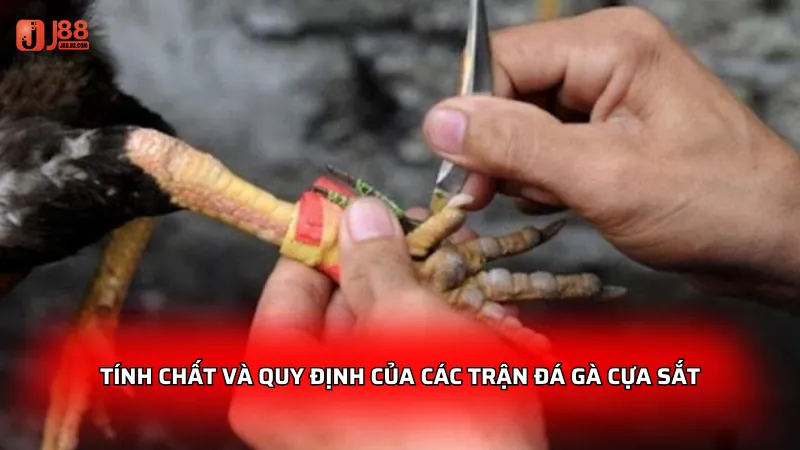 Tính chất và quy định của các trận đá gà cựa sắt