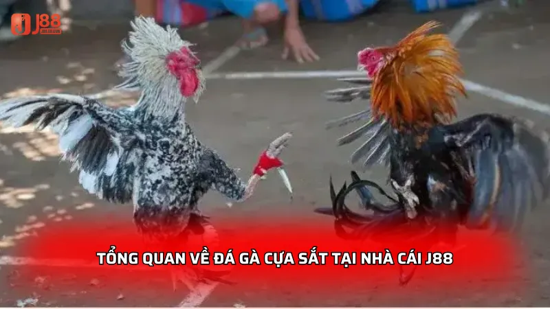 Tổng quan về đá gà cựa sắt tại nhà cái J88